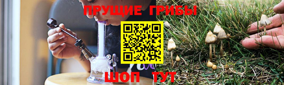 Галлюциногенные грибы Psilocybine cubensis Краснознаменск